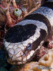 Banded sea snake portrait (Laticauda colubrina) - Moyo is... by Marco Waagmeester 